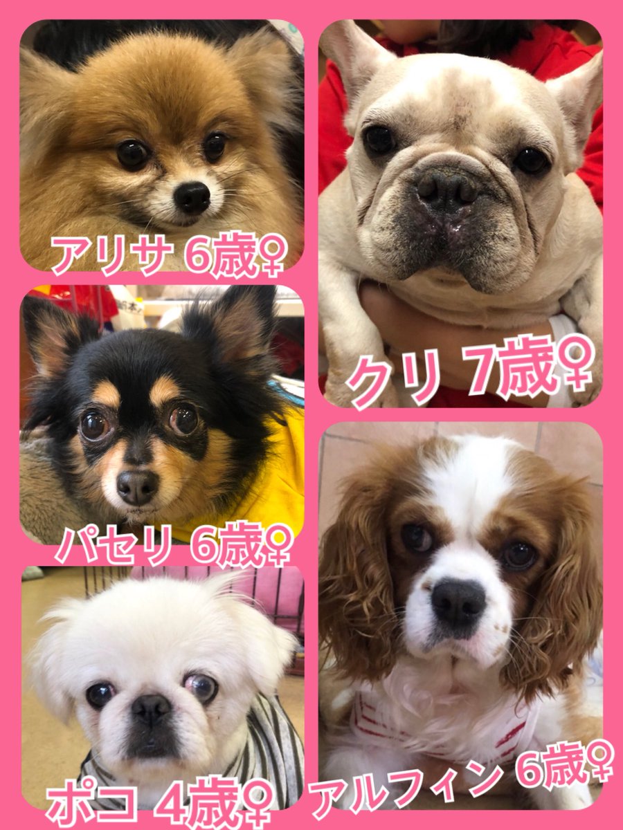 🐾今日の里親様募集中ワンコ🐶メンバーです🐾2019,5,2